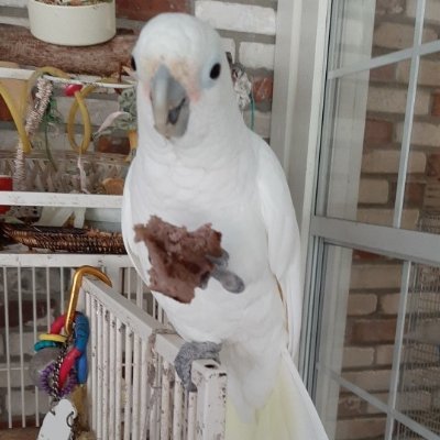 Freedom09993255's profile picture. Retired Independent Insurance Agency Owner.
Animal Lover.  America is the last only place in the World for Freedom.   NO DM's please