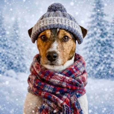 IANTO_PRT's profile picture. #ParsonRusselTerrier. Geboren am 05.03.2021 MINISTER FÜR VERTEIDIGUNG im #Hundeskabinett Verkuschelt mit @SiriwhoSiriwho1❤️❤️