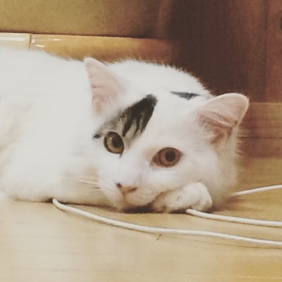 Potya_nyanko's profile picture. 趣味でDJ(#わふ配信 #わふ現場 )稀にイラスト。 メトロイド、ブルアカ、前橋ウィッチーズ💚。🏍️