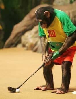 GolfChimps_Dave's profile picture. I'm a golfing chimpanzee born in captivity, trained by some of the golf greats