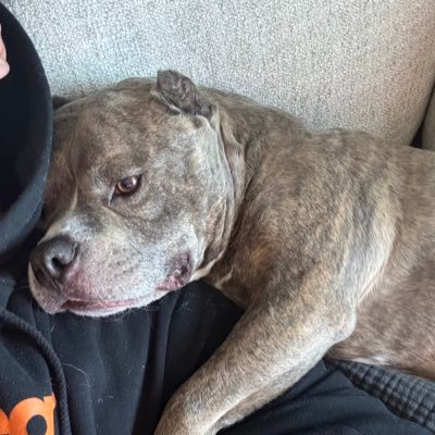 bijcoin's profile picture. 