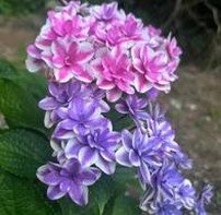 Barthelimy's profile picture. 