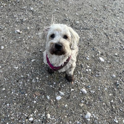 CorneliaHe32592's profile picture. Babyboomer mit Westfluchterfahrung, Motto: Bereue nur, was Du nicht getan hast.