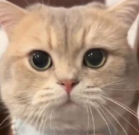 BishwGHgjo's profile picture. 