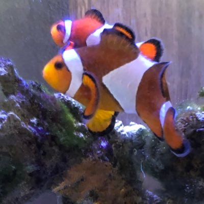 BM95091's profile picture. 埼玉県立女子校・男子校の共学化には断固反対します。 日本の伝統と文化を守り、子どもたちが自分らしく学べる環境を次世代に残したい‥その思いで発信しています。