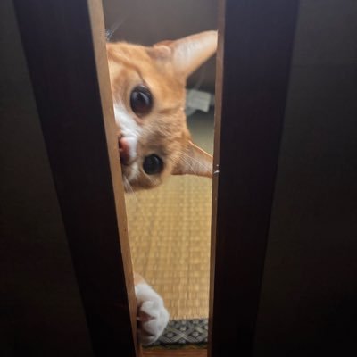 meow_leaf519's profile picture. 03’ / VNCA1年目💉 /音楽と映画鑑賞と散策が好き