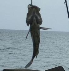 dass_devraj's profile picture. 