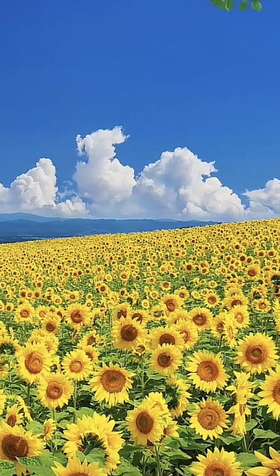 Di_Moros's profile picture. 