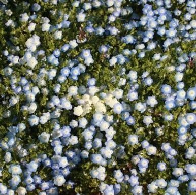 DjMicroIce's profile picture. 