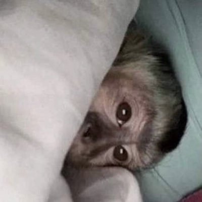 apenaseu_04's profile picture. 