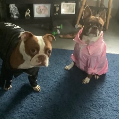 CamTheBoston's profile picture. We lost our wonderful Boston terrier in January. I asked Cam to send us a dog and voila Bindi arrived. Bindi welcomed a baby bro Jedi in November.
