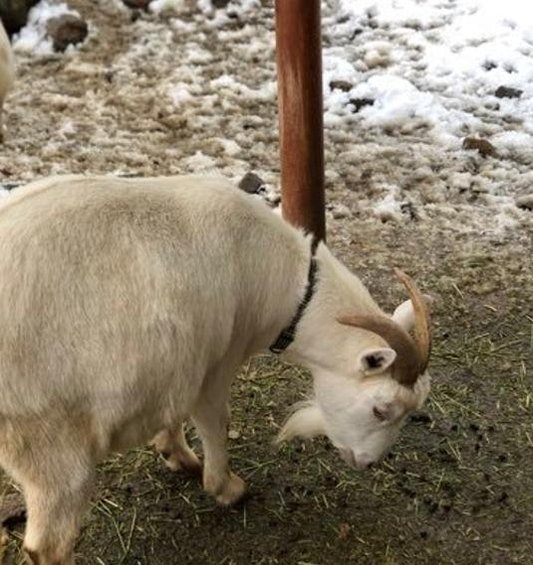 kulhanbeyi5216's profile picture. 