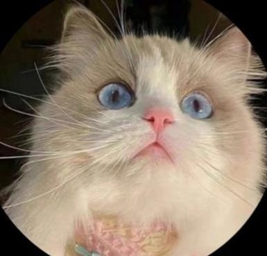 laflakitadeto's profile picture. 