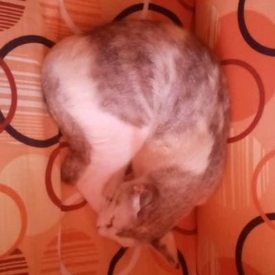 inventor1006's profile picture. 