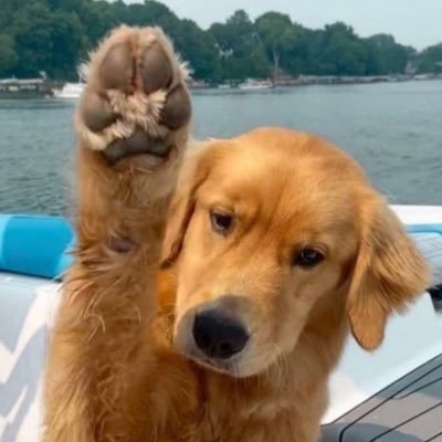 scaniapuppy's profile picture. MDNI ✧｡♡˚ur local lorry driver˚✧｡♡◦