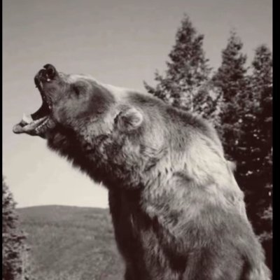 mccoonory's profile picture. 