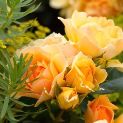 Saireeb's profile picture. 🏴󠁧󠁢󠁥󠁮󠁧󠁿 Gorgeous girl about town. Yummy mummy to 4 gorgeous babies. Super nurse.. Champagne lover. 🏴󠁧󠁢󠁥󠁮󠁧󠁿 family of veterans 🇬🇧Views are my own