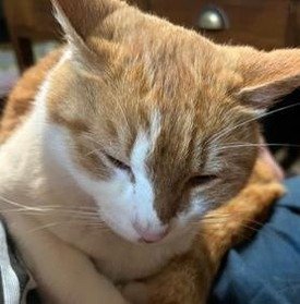 meraqueling's profile picture. 