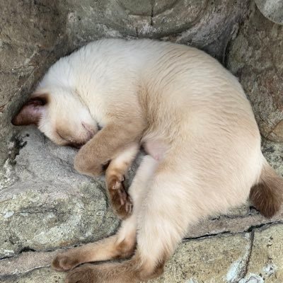 thawat_lism's profile picture. 