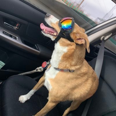 LobsterBranch's profile picture. 