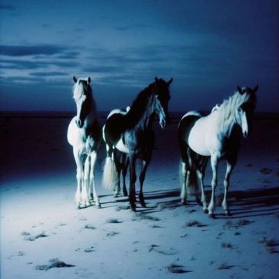 sheafarrellz's profile picture. 