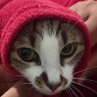 ZyWoops's profile picture. 