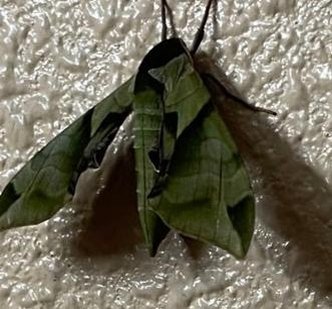 NMFinnStewart's profile picture. 