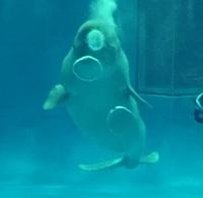 omarperuzzo81's profile picture. 