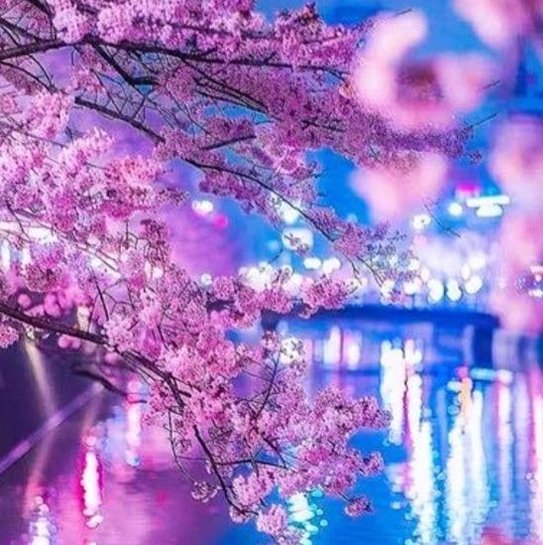 oppox's profile picture. 