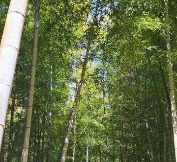 pajaker's profile picture. 