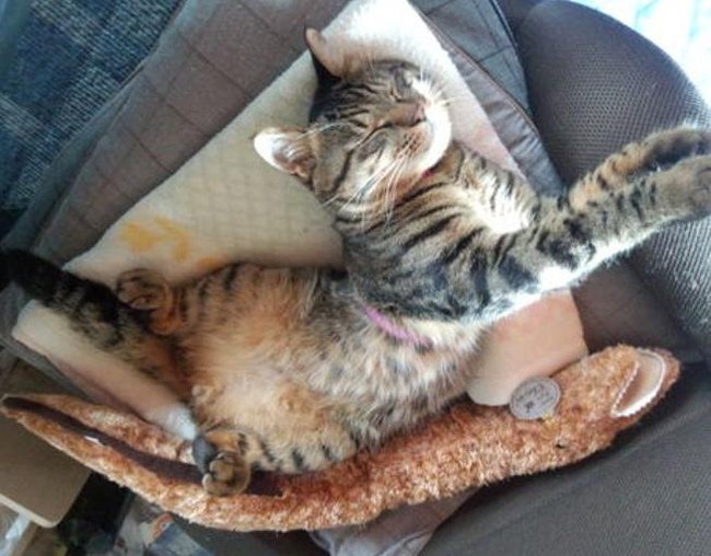 pashley2's profile picture. 