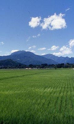 piyrara's profile picture. 