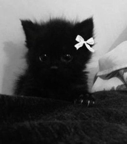 pradocaca's profile picture. 