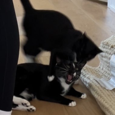 DominicShaheen's profile picture. replying to tweets often!