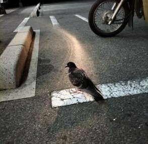 RedkayaSuka's profile picture. 