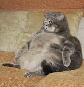 rodjameson's profile picture. 