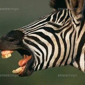 romanticlover20's profile picture. 