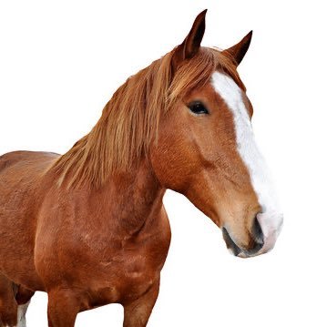 levipurplevi's profile picture. deep sea fish loves you