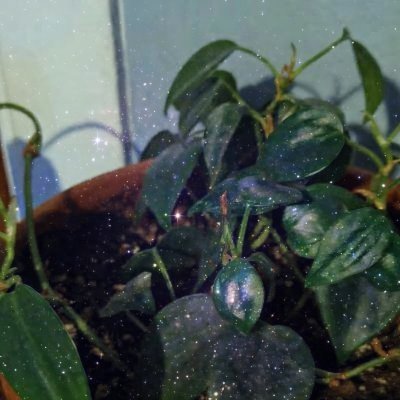 900x262's profile picture. If I doubt that doubt is doubting itself, maybe I am certain to be right.