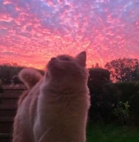 sherrylas59's profile picture. 