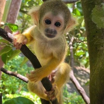 BadVassyyy's profile picture. @Leadr47🐐 @Mxti999🥳 @Bwnquzz🇳🇬 @Phnji👹 @HacibumayeVTM🐍 @ohRixyy🐽 @xK1llerEnte🐮 @Kaaayoz🐔 @ImGloqqz🤓 @yShinjii😎 @Kxwinho😇 @vFlipperx💷