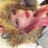 pedriette's profile image