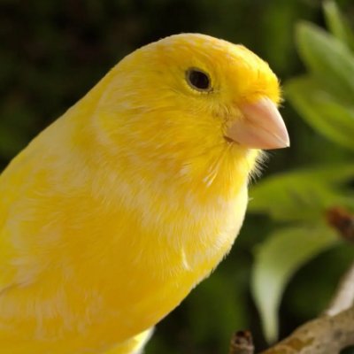 kanarianakama's profile picture. 目には見えない。けれど確かにそこにある。それって大切なものではないかな。
人はいつでも未熟者。ずっと学べる道を見つけました。
迷惑なDM等❌️
ポストはすべて個人的な見解であり、契山館公式の見解ではありません。