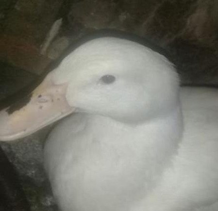 BelovicsR's profile picture. 