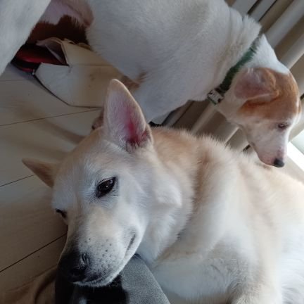 IsVOBsxQJgAmTtw's profile picture. 実家整理中でゴミ分別中…
失礼あったらごめんなさい。
無言フォロー失礼します。