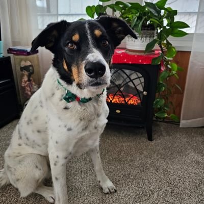 LDogs03's profile picture. We took over momma's account! We use it more than she does. Our fur brother Tyson went OTRB 10-23-2020 🌈