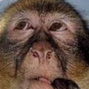 vaxxedsbsb's profile picture. 