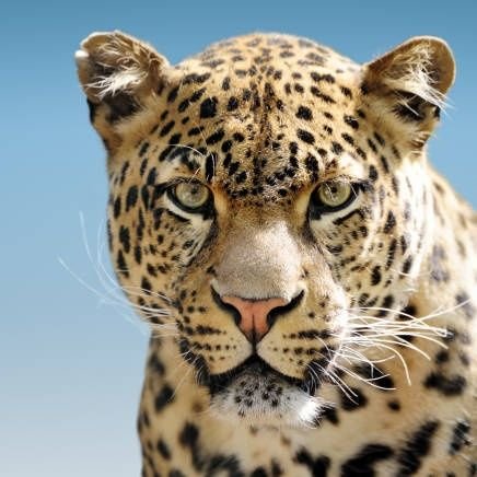 JungliHaiKya's profile picture. WWF Volunteer 🐼

Wildlife | Untamed India 
Co-existence 🐾 🌳✋🏼