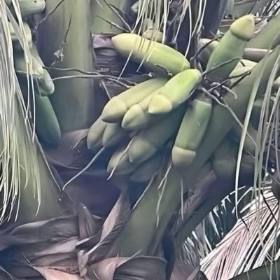 PhalSopheap9's profile picture. លេង ដោយ ភាព ថ្លៃថ្នូរ