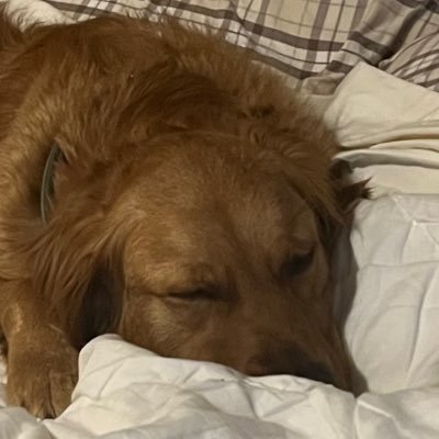 blitzwave1's profile picture. GFL uid: 1215792 | professional Monkeydonian-Mexican ‘Murican | StG-940, 9A-91 & AK-74M my beloveds | De Gaulle’s top guy